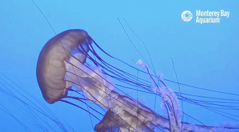 Jellyfish cam